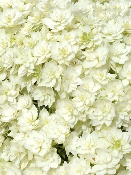 Гортензия Дабл Аннабель (Double Annabelle) древовидная купить с доставкой Гортензия Дабл Аннабель (Double Annabelle) древовидная купить с доставкой