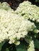 Гортензия Дабл Аннабель (Double Annabelle) древовидная купить с доставкой Гортензия Дабл Аннабель (Double Annabelle) древовидная купить с доставкой