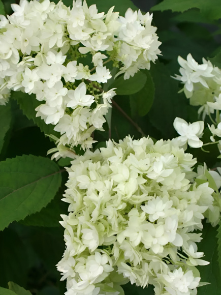 Гортензия Дабл Аннабель (Double Annabelle) древовидная купить с доставкой Гортензия Дабл Аннабель (Double Annabelle) древовидная купить с доставкой