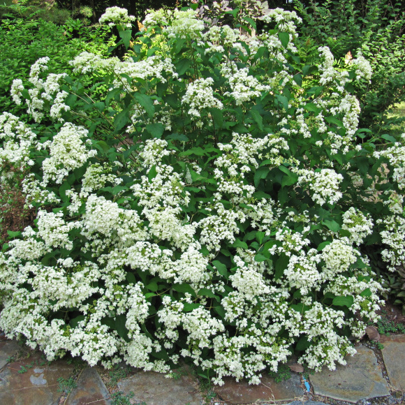 Гортензия Дабл Аннабель (Double Annabelle) древовидная купить с доставкой Гортензия Дабл Аннабель (Double Annabelle) древовидная купить с доставкой