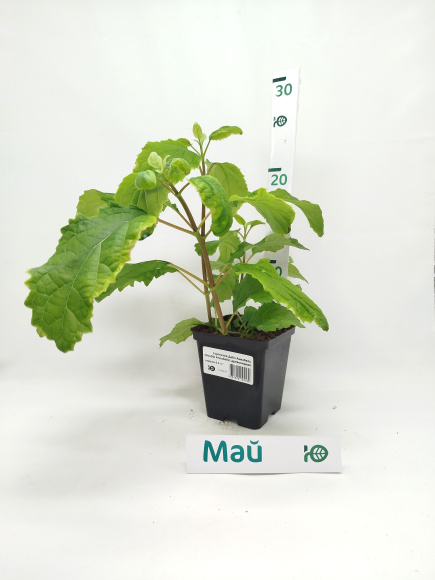 Гортензия Дабл Аннабель (Double Annabelle) древовидная купить с доставкой Гортензия Дабл Аннабель (Double Annabelle) древовидная купить с доставкой