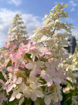 Гортензия Конфетти (Confetti) метельчатая Гортензия Конфетти (Confetti) метельчатая