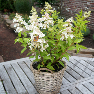 Гортензия Конфетти (Confetti) метельчатая