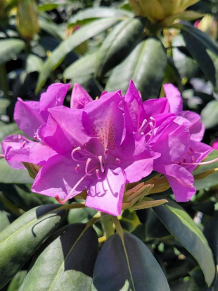 Рододендрон Ледебура