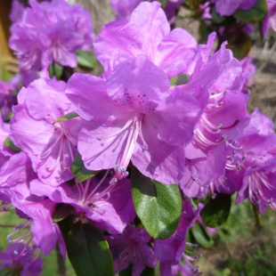 Рододендрон Ледебура