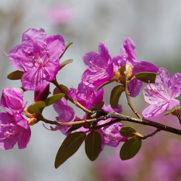 Рододендрон Ледебура купить с доставкой