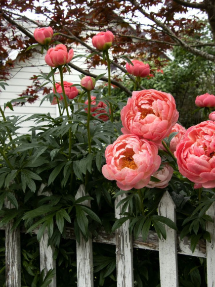 Пион Корал шарм (Coral Charm) купить с доставкой Пион Корал шарм (Coral Charm) купить с доставкой