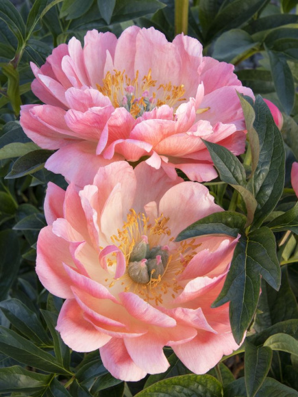 Пион Корал шарм (Coral Charm) купить с доставкой Пион Корал шарм (Coral Charm) купить с доставкой