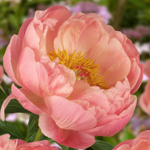 Пион Корал шарм (Coral Charm)