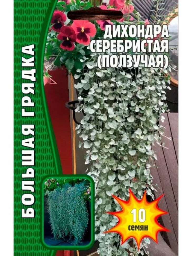 Дихондра серебристая Большая клумба [Семена редких растений] купить с доставкой