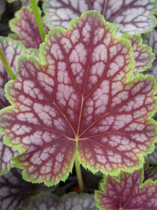 Гейхера Бьюти Колор (Beauty Color) Гейхера Бьюти Колор (Beauty Color)