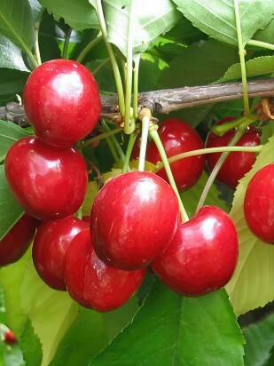 Вишня Любская Вишня Любская