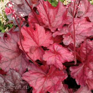 Гейхера Фаер Чиф (Fire Chief) Гейхера Фаер Чиф (Fire Chief)
