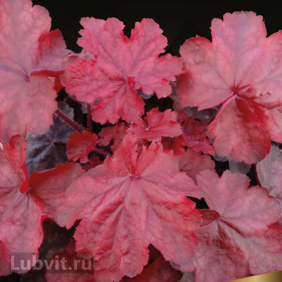 Гейхера Фаер Чиф (Fire Chief) купить с доставкой