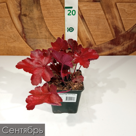 Гейхера Фаер Чиф (Fire Chief) купить с доставкой