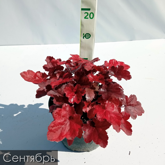 Гейхера Фаер Чиф (Fire Chief) купить с доставкой