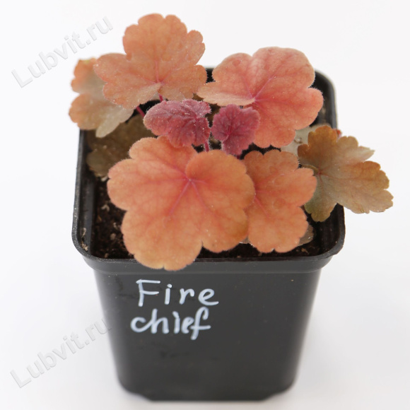 Гейхера Фаер Чиф (Fire Chief) купить с доставкой