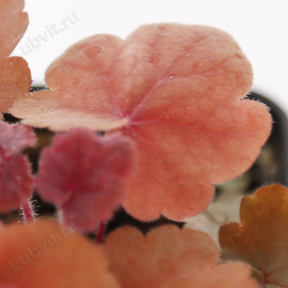 Гейхера Фаер Чиф (Fire Chief) купить с доставкой