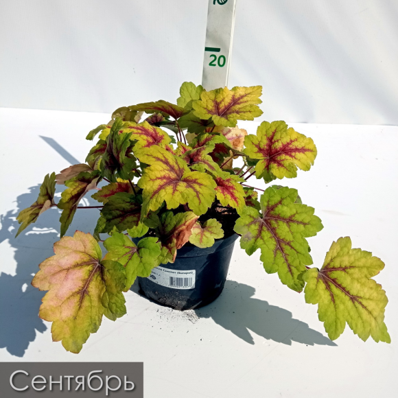 Гейхерелла Санспот (Sunspot) купить с доставкой