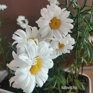 Нивяник Паладин (Paladin)