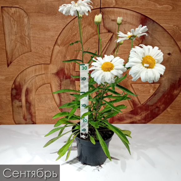 Нивяник Паладин (Paladin) купить с доставкой Нивяник Паладин (Paladin) купить с доставкой