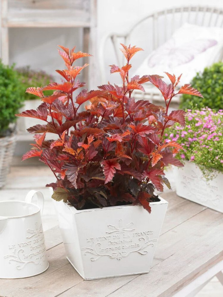 Пузыреплодник Литл Энджел (Little Angel) купить с доставкой Пузыреплодник Литл Энджел (Little Angel) купить с доставкой