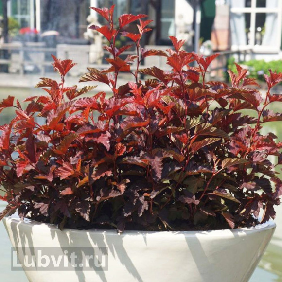 Пузыреплодник Литл Энджел (Little Angel) купить с доставкой