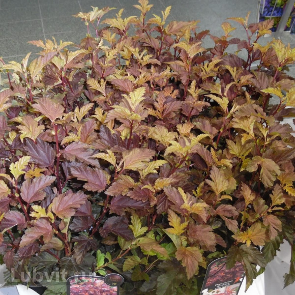 Пузыреплодник Литл Энджел (Little Angel) купить с доставкой