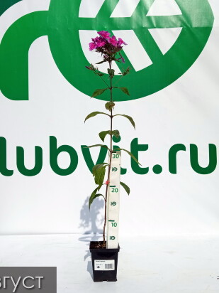Флокс Зарядье Флокс Зарядье