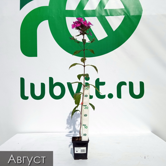 Флокс Зарядье купить с доставкой