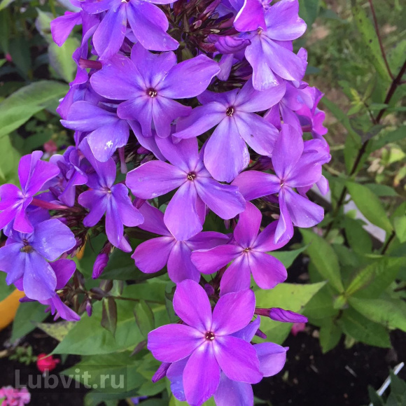 Флокс Гордость России купить с доставкой Флокс Гордость России купить с доставкой