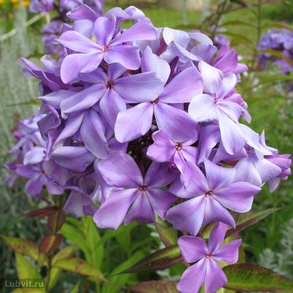 Флокс Гордость России купить с доставкой Флокс Гордость России купить с доставкой