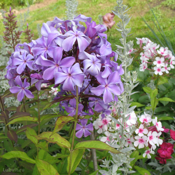 Флокс Гордость России купить с доставкой Флокс Гордость России купить с доставкой