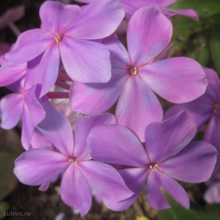 Флокс Гордость России Флокс Гордость России