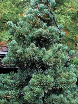 Сосна обыкновенная Голубая (Glauca)