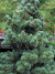 Сосна обыкновенная Голубая (Glauca) купить с доставкой