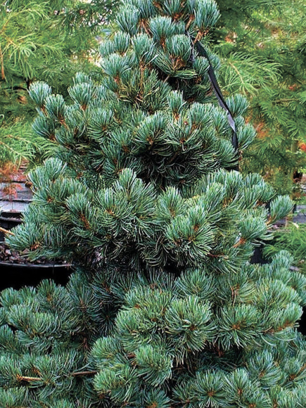 Сосна обыкновенная Голубая (Glauca) купить с доставкой