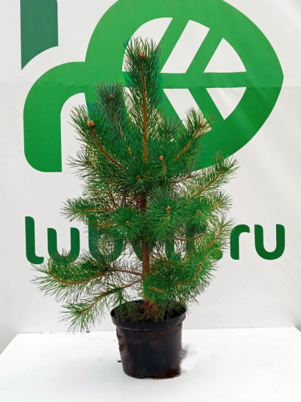 Сосна обыкновенная Голубая (Glauca) купить с доставкой Сосна обыкновенная Голубая (Glauca) купить с доставкой