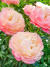 Пион Корал Сансет (Coral Sunset) купить с доставкой