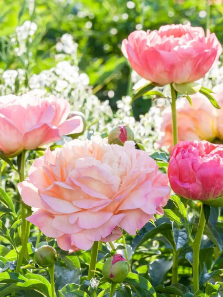 Пион Корал Сансет (Coral Sunset) купить с доставкой Пион Корал Сансет (Coral Sunset) купить с доставкой