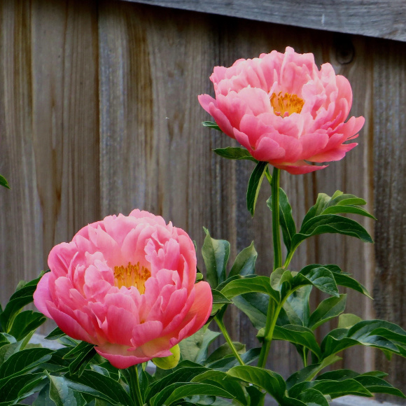 Пион Корал Сансет (Coral Sunset) купить с доставкой Пион Корал Сансет (Coral Sunset) купить с доставкой