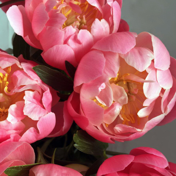 Пион Корал Сансет (Coral Sunset) купить с доставкой Пион Корал Сансет (Coral Sunset) купить с доставкой