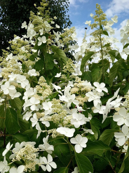 Гортензия Левана (Levana) метельчатая купить с доставкой