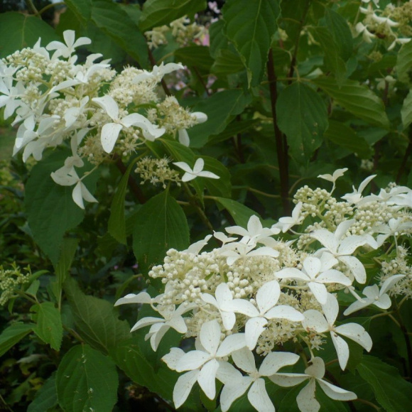 Гортензия Левана (Levana) метельчатая купить с доставкой Гортензия Левана (Levana) метельчатая купить с доставкой