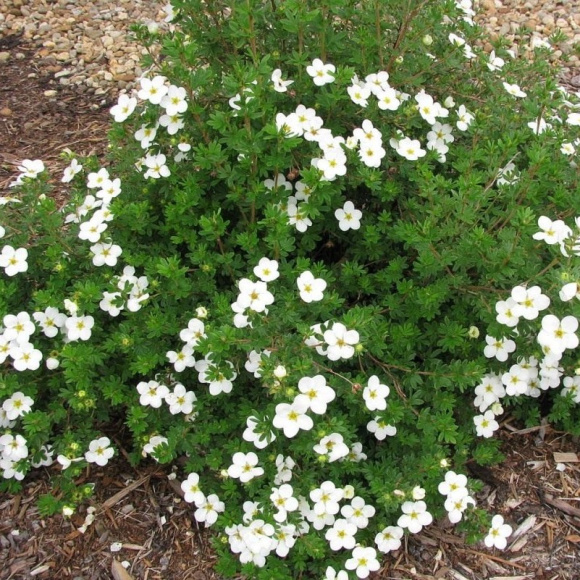 Лапчатка Белая купить с доставкой Лапчатка Белая купить с доставкой