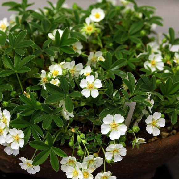 Лапчатка Белая купить с доставкой Лапчатка Белая купить с доставкой