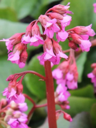 Бадан Винтерглат (Winterglut) Бадан Винтерглат (Winterglut)