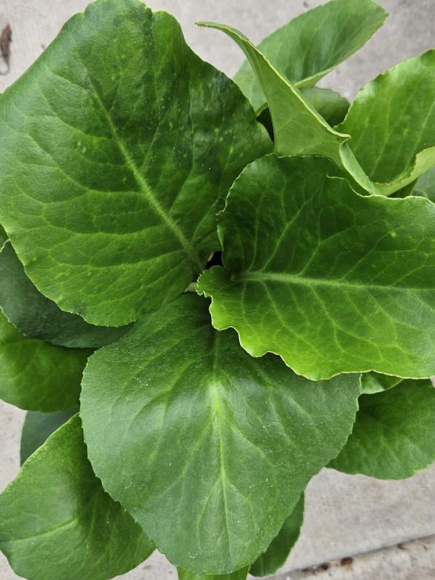 Бадан Винтерглат (Winterglut) купить с доставкой