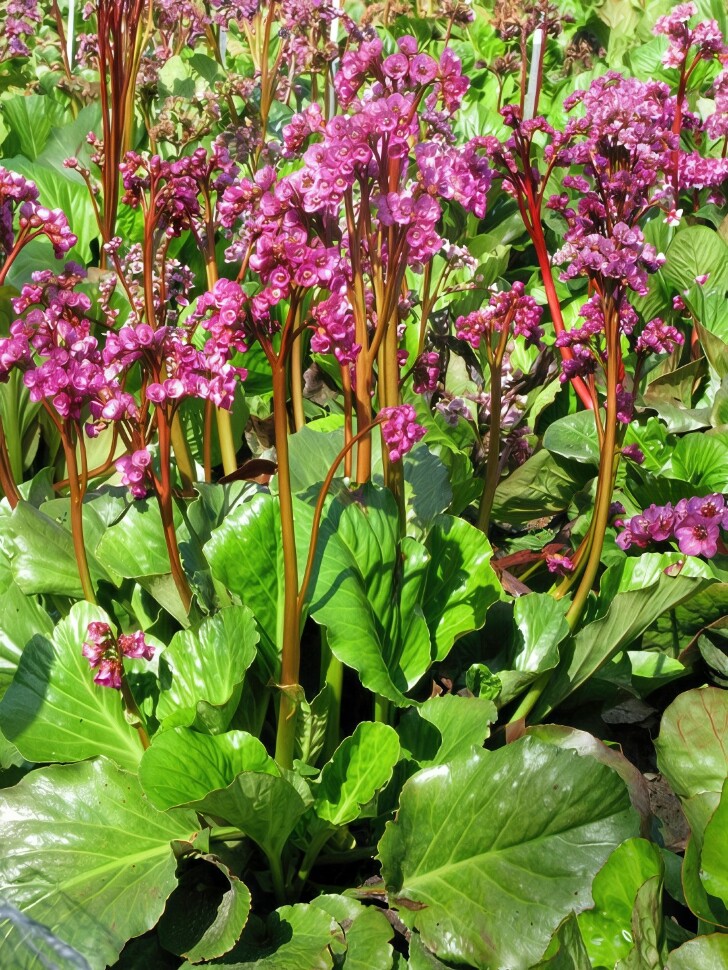 Бадан Винтерглат (Winterglut) купить с доставкой