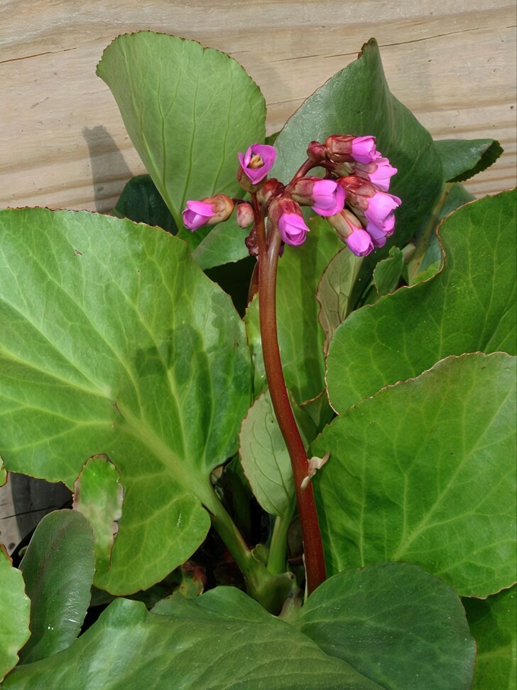 Бадан Винтерглат (Winterglut) купить с доставкой